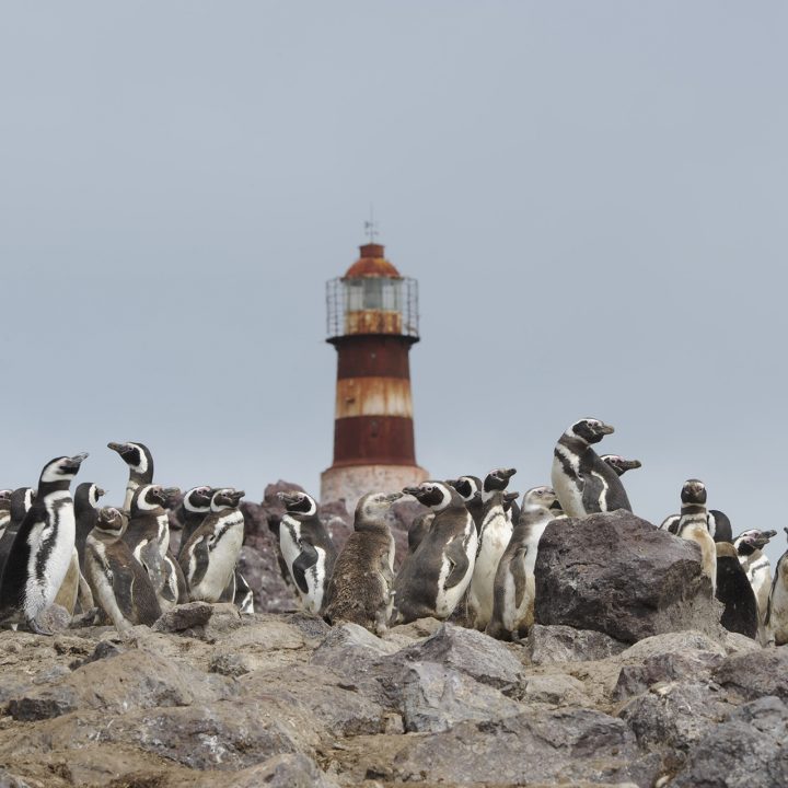 Parque Interjurisdiccional Marino Isla Pingüino
